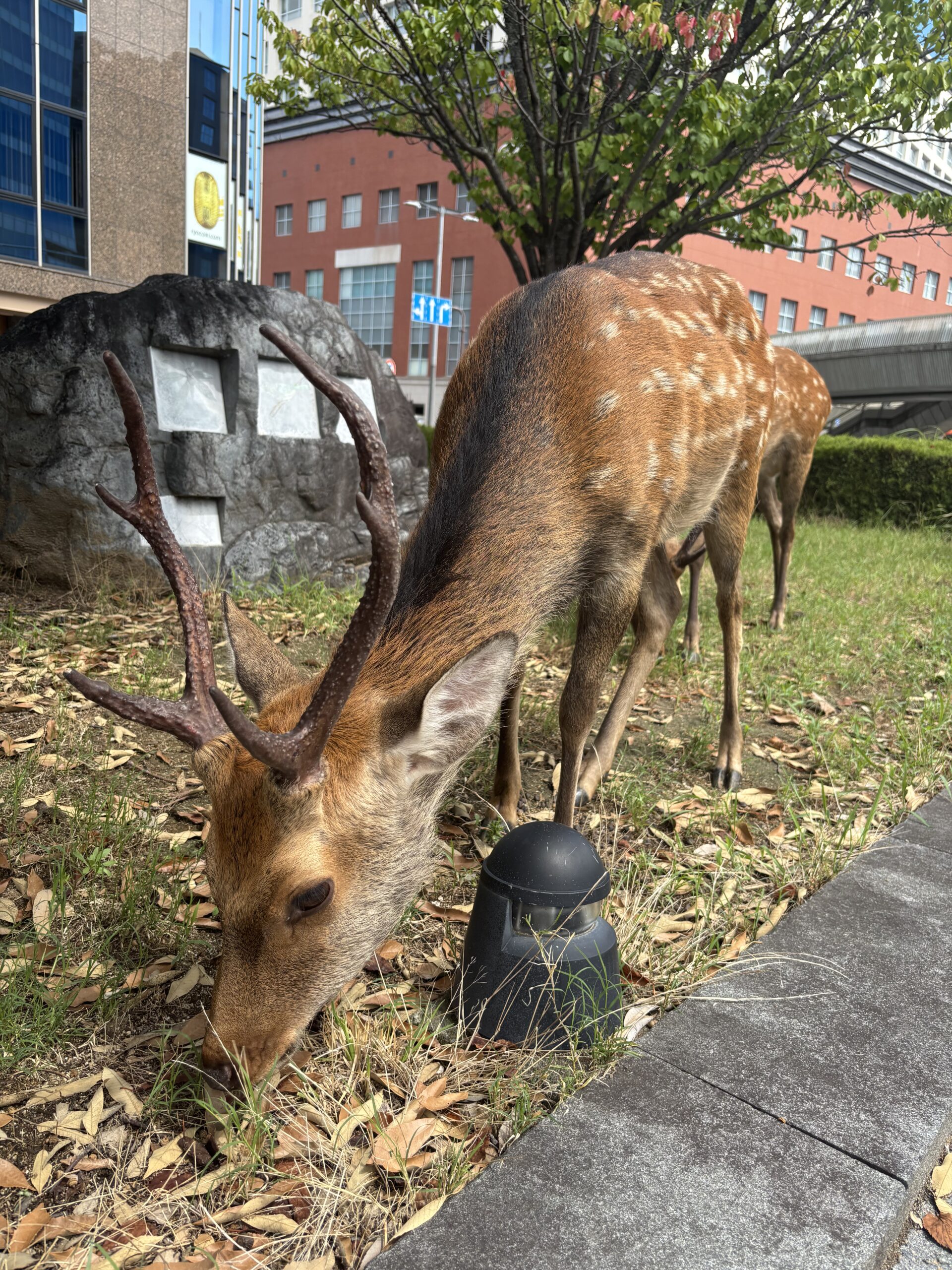 奈良出張の合間に訪れた奈良公園の鹿